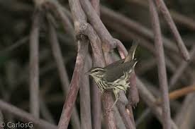 Image result for Seiurus noveboracensis