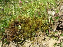 Attēlu rezultāti vaicājumam “Calliergonella lindbergii”