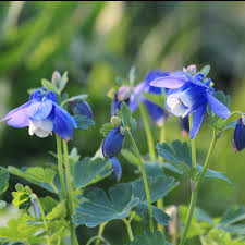 Image result for Aquilegia