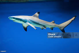 Image result for Carcharhinus melanopterus