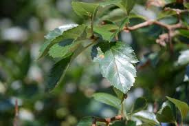 Attēlu rezultāti vaicājumam “Crataegus x macrocarpa leaf”
