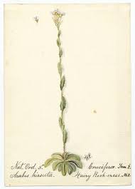 Attēlu rezultāti vaicājumam “Arabis hirsuta”