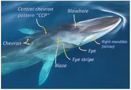 Image result for Balaenoptera physalus