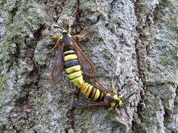 Attēlu rezultāti vaicājumam “Sesia apiformis”