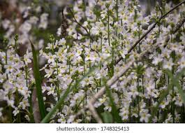 Attēlu rezultāti vaicājumam “Hottonia palustris flower”