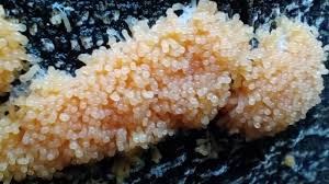 Attēlu rezultāti vaicājumam “Tubifera applanata spores”