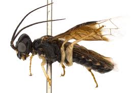 Attēlu rezultāti vaicājumam “Pamphiliidae”