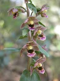 Attēlu rezultāti vaicājumam “Epipactis”