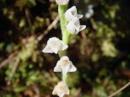 Attēlu rezultāti vaicājumam “Goodyera repens bud”
