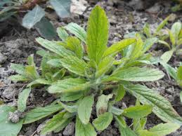 Attēlu rezultāti vaicājumam “Ajuga genevensis”