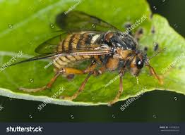 Attēlu rezultāti vaicājumam “Cimbex femoratus”