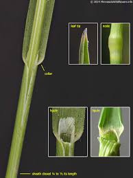 Attēlu rezultāti vaicājumam “Poa pratensis fruit”