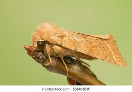 Attēlu rezultāti vaicājumam “Orthosia cerasi”