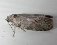 Attēlu rezultāti vaicājumam “Eana incanana”