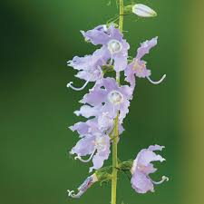 Image result for Campanula americana