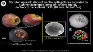 Attēlu rezultāti vaicājumam “Physarum bitectum macro”