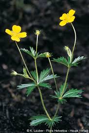 Image result for Potentilla erecta