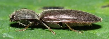 Attēlu rezultāti vaicājumam “Athous sp.”