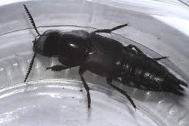 Attēlu rezultāti vaicājumam “Quedius dilatatus”