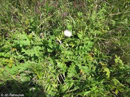 Attēlu rezultāti vaicājumam “Cirsium x rigens flower”