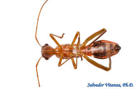 Attēlu rezultāti vaicājumam “Badhamia bethelii stalked”