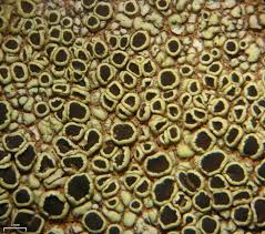 Attēlu rezultāti vaicājumam “Lecanora argentata”