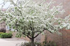 Attēlu rezultāti vaicājumam “Malus x zumi”