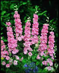 Image result for Delphinium consolida