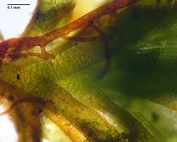 Attēlu rezultāti vaicājumam “Syntrichia latifolia macro”