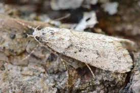 Attēlu rezultāti vaicājumam “Diurnea fagella”