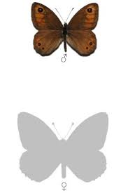 Attēlu rezultāti vaicājumam “Lasiommata petropolitana”