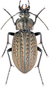 Attēlu rezultāti vaicājumam “Carabus clathratus”