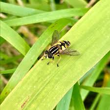 Attēlu rezultāti vaicājumam “Helophilus pendulus”