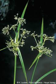 Attēlu rezultāti vaicājumam “Scirpus sylvaticus”