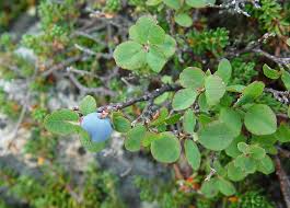 Attēlu rezultāti vaicājumam “Vaccinium uliginosum bud”