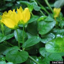 Attēlu rezultāti vaicājumam “Lysimachia nummularia flower”