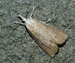 Attēlu rezultāti vaicājumam “Calamotropha paludella”