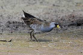 Image result for Porzana carolina