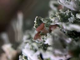 Attēlu rezultāti vaicājumam “Cladonia caespiticia”