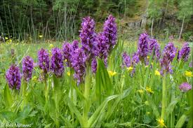 Attēlu rezultāti vaicājumam “Dactylorhiza incarnata”