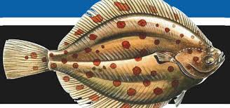 Image result for Pleuronectes platessa