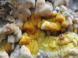 Attēlu rezultāti vaicājumam “Skeletocutis odora”