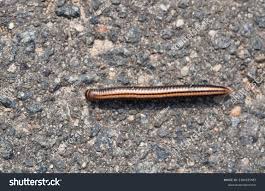 Attēlu rezultāti vaicājumam “Ommatoiulus sabulosus aimatopodus”