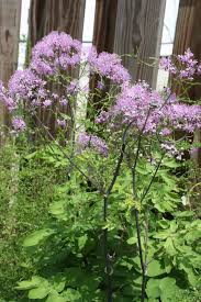 Attēlu rezultāti vaicājumam “Thalictrum”