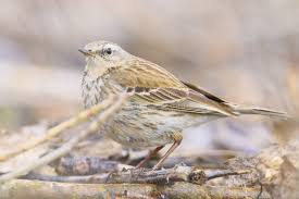 Image result for Anthus spinoletta