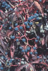 Attēlu rezultāti vaicājumam “Parthenocissus quinquefolia fruit”