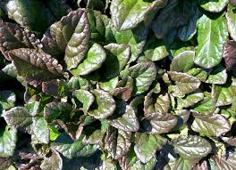 Image result for Ajuga reptans