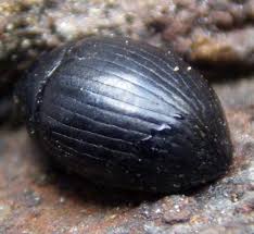 Attēlu rezultāti vaicājumam “Cytilus sericeus”