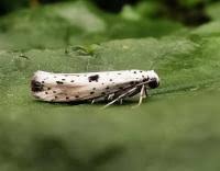 Attēlu rezultāti vaicājumam “Yponomeuta plumbella”