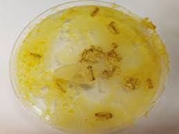 Attēlu rezultāti vaicājumam “myxomicetes”